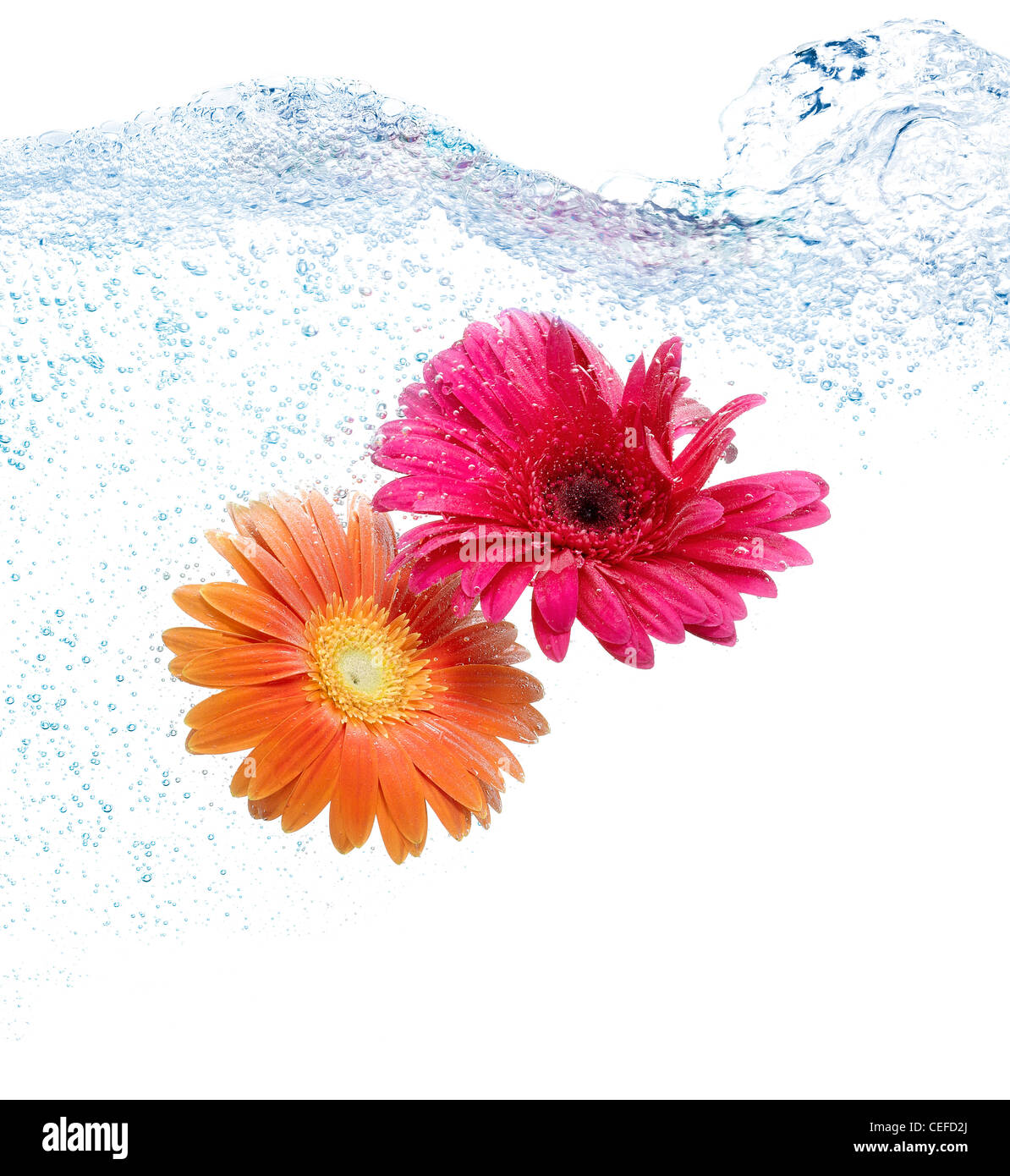 Deux marguerites colorées dans l'eau sur fond blanc, pur Banque D'Images