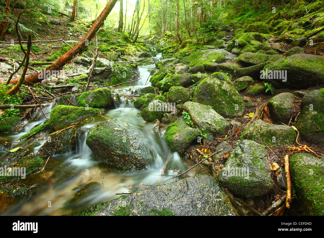 Cours supérieur de la rivière Chikumagawa. Nagano. Le Japon Banque D'Images