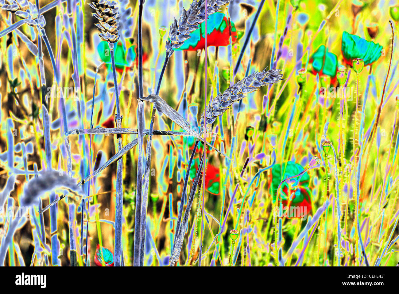 Coquelicots dans un champ de blé l'art abstrait Banque D'Images