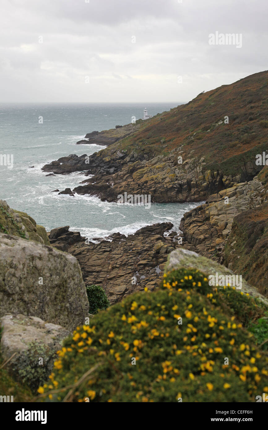 Des fleurs sur les rochers de la côte et à Tater du Lighthouse Cove Lamorna près de West Cornwall Pays Angleterre UK Banque D'Images