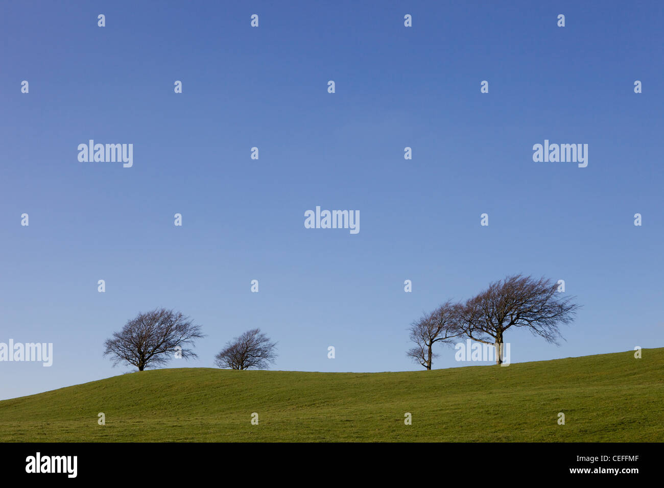 Quatre arbres sur Green Hill Top contre le ciel bleu Banque D'Images