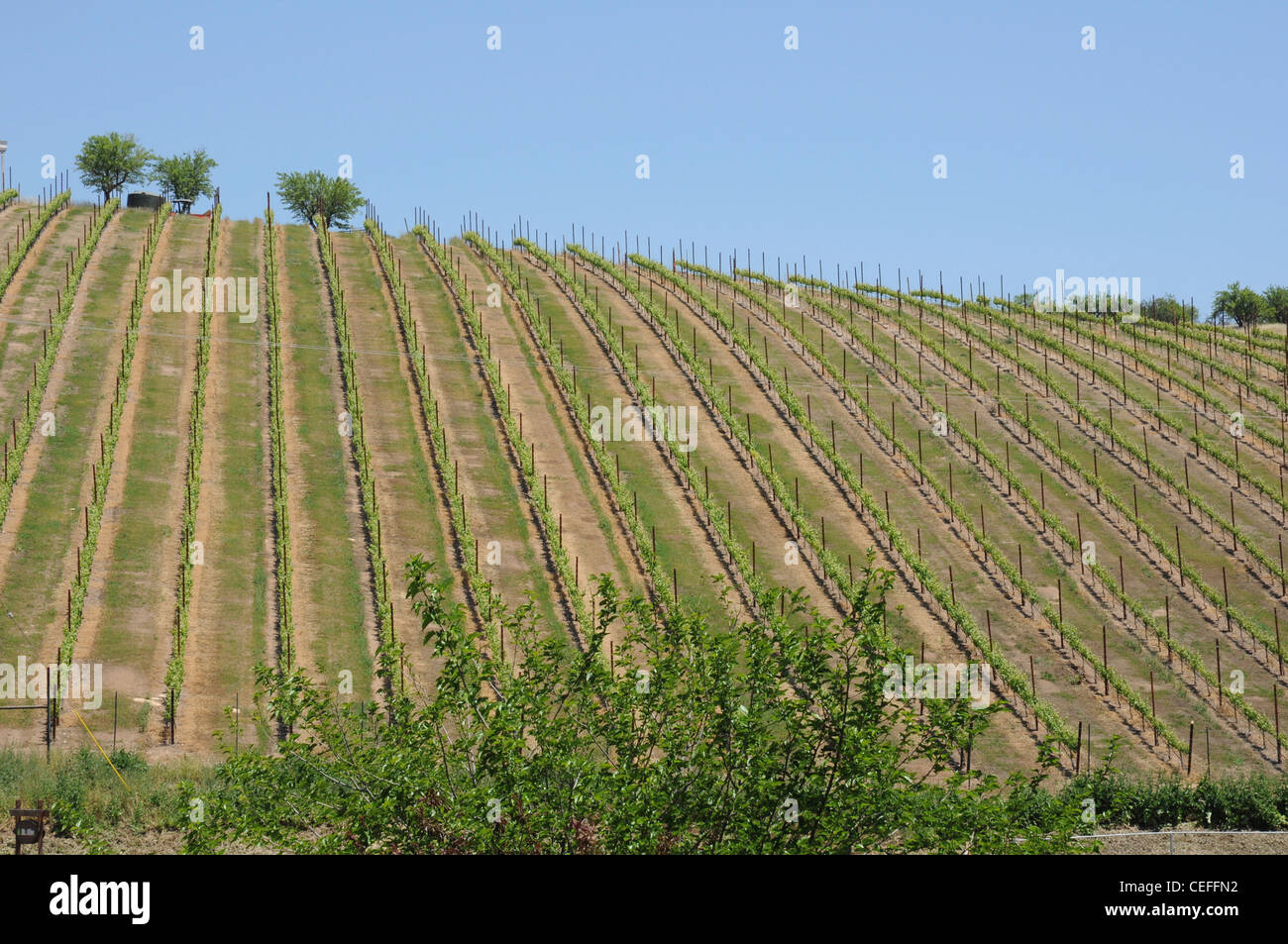 Vignoble, California, USA Banque D'Images