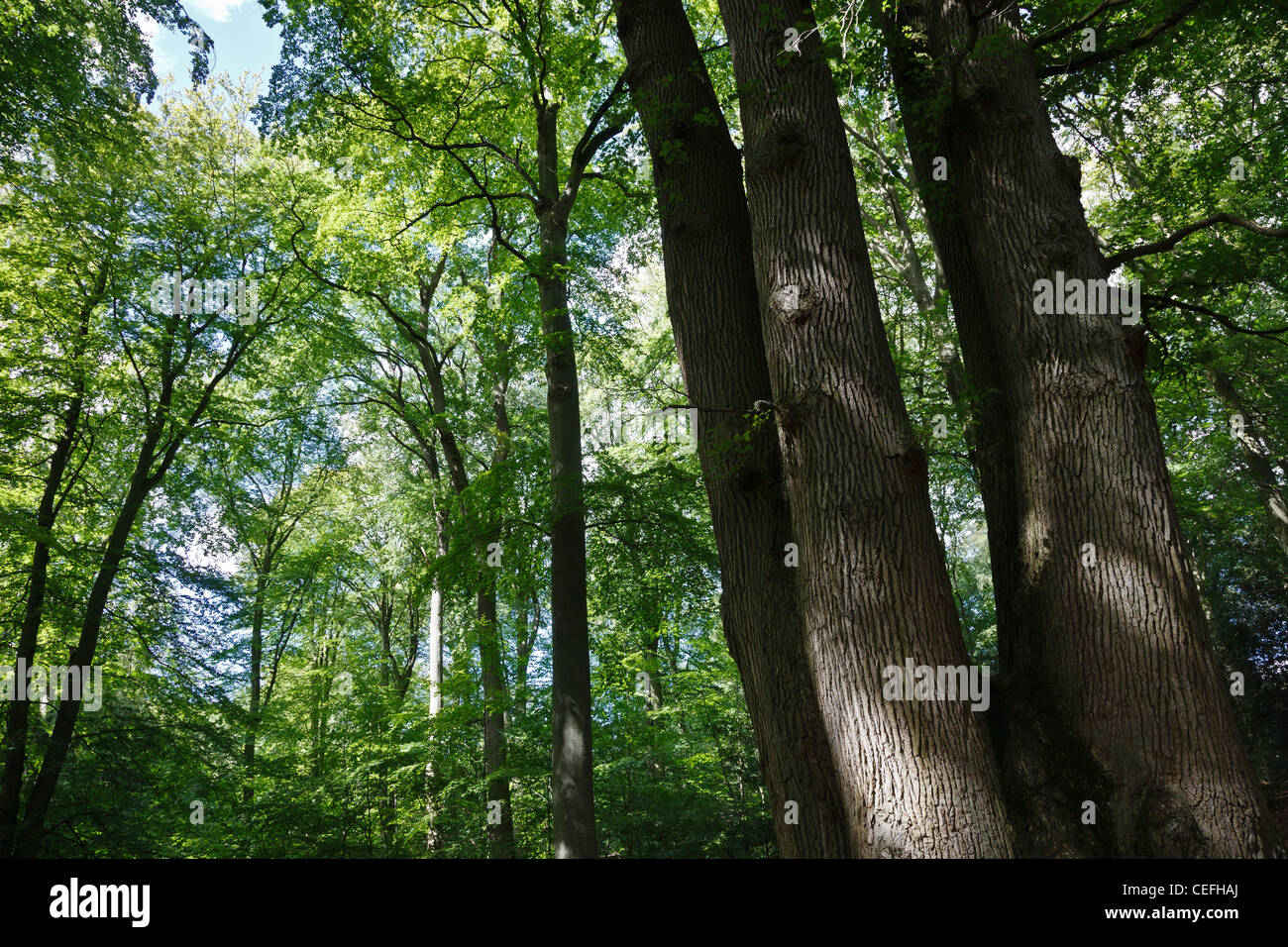 Le Chêne-cuve, d'un chêne avec quatre lignes, forêt domaniale de Brotonne, Normandie, France Banque D'Images