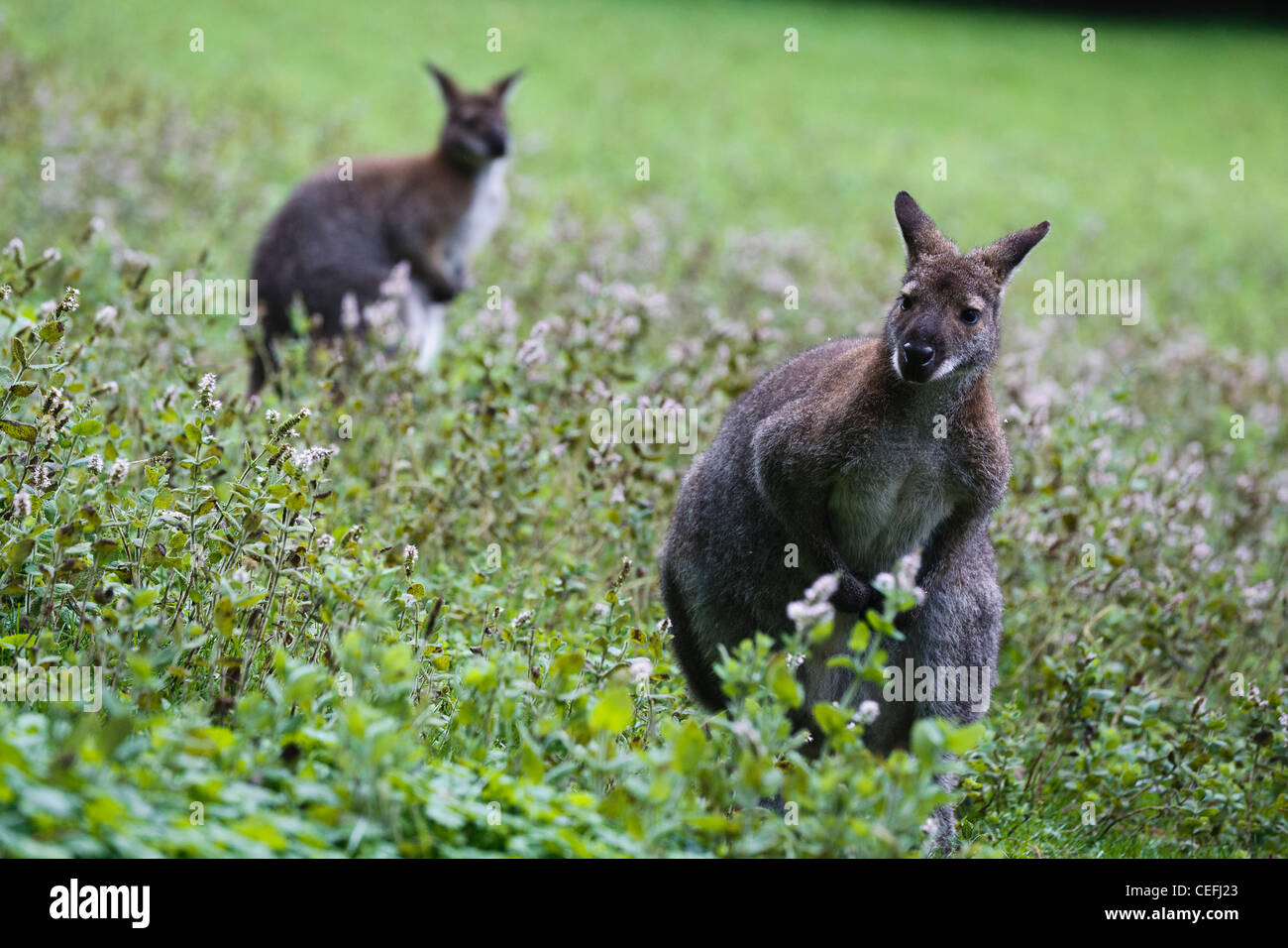 Wallabies chez Le Parc de Clères, Normandie, France Banque D'Images