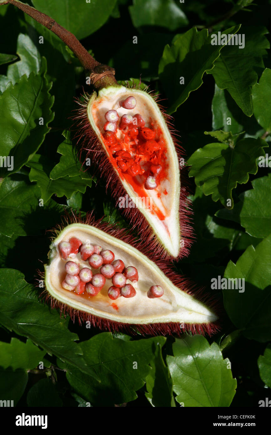 - Achiote Bixa orellana Banque D'Images