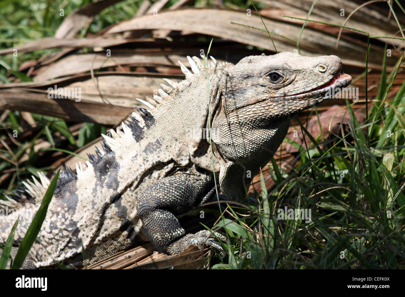 L'Iguane noir alias Black Iguana, Noir ou Ctenosaur (Ctenosaura similis) Banque D'Images