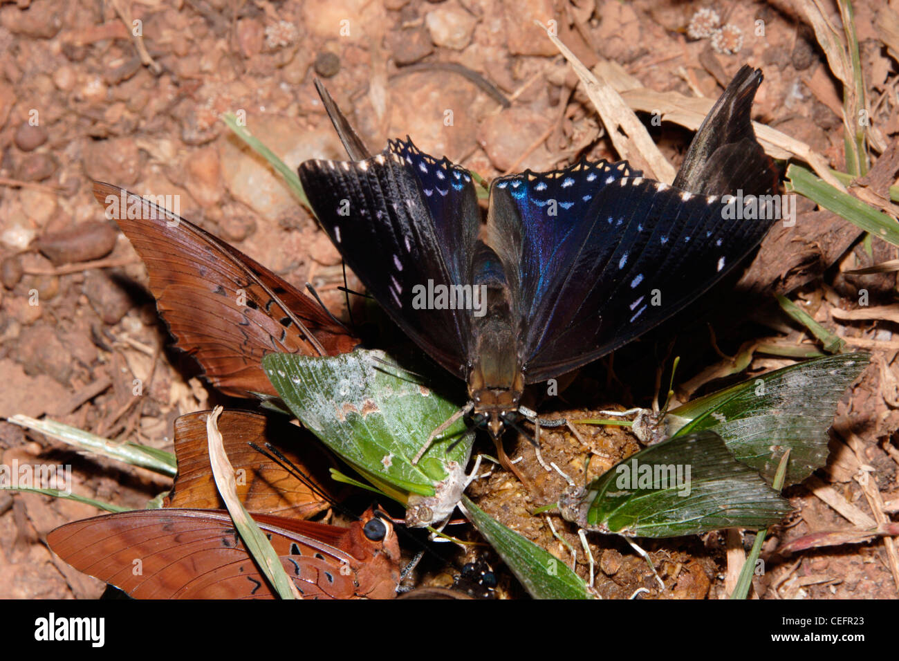 (Papillon Charaxes tiridate) mâle sur l'excréments de civette avec d'autres espèces y compris Charaxes subornatus couilloudi rainforest, Ghana Banque D'Images