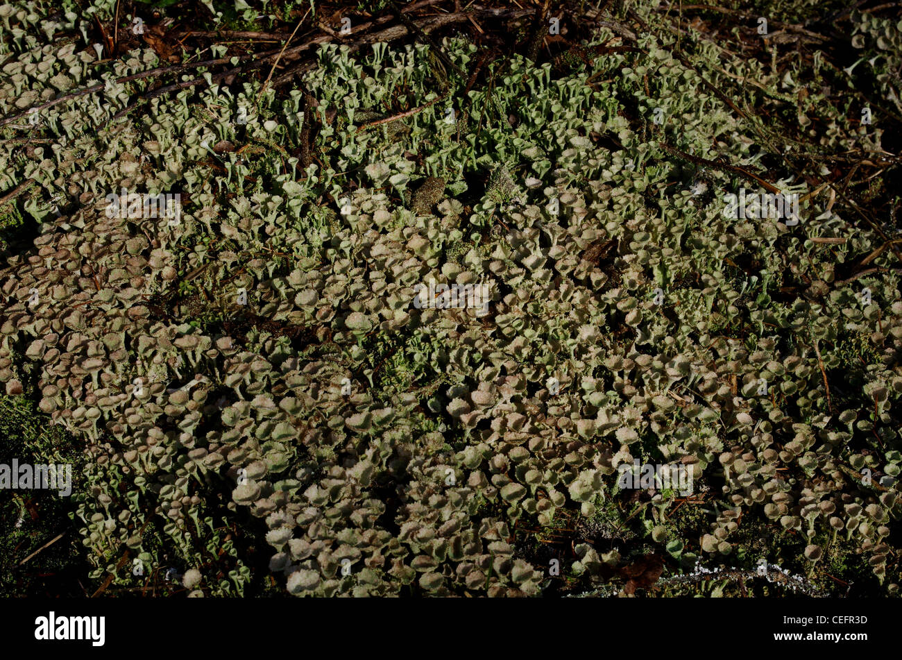 Cladonia fimbriata, une tasse de boisés, ce lichen à Llyn Cefni, Anglesey, Pays de Galles. Banque D'Images