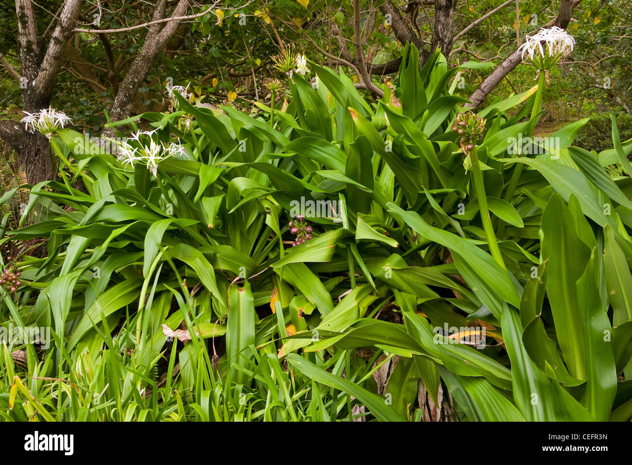 Spider Lily in Bloom au jardin communes de la Charente Notes. Kauai, Hawaii. USA Banque D'Images