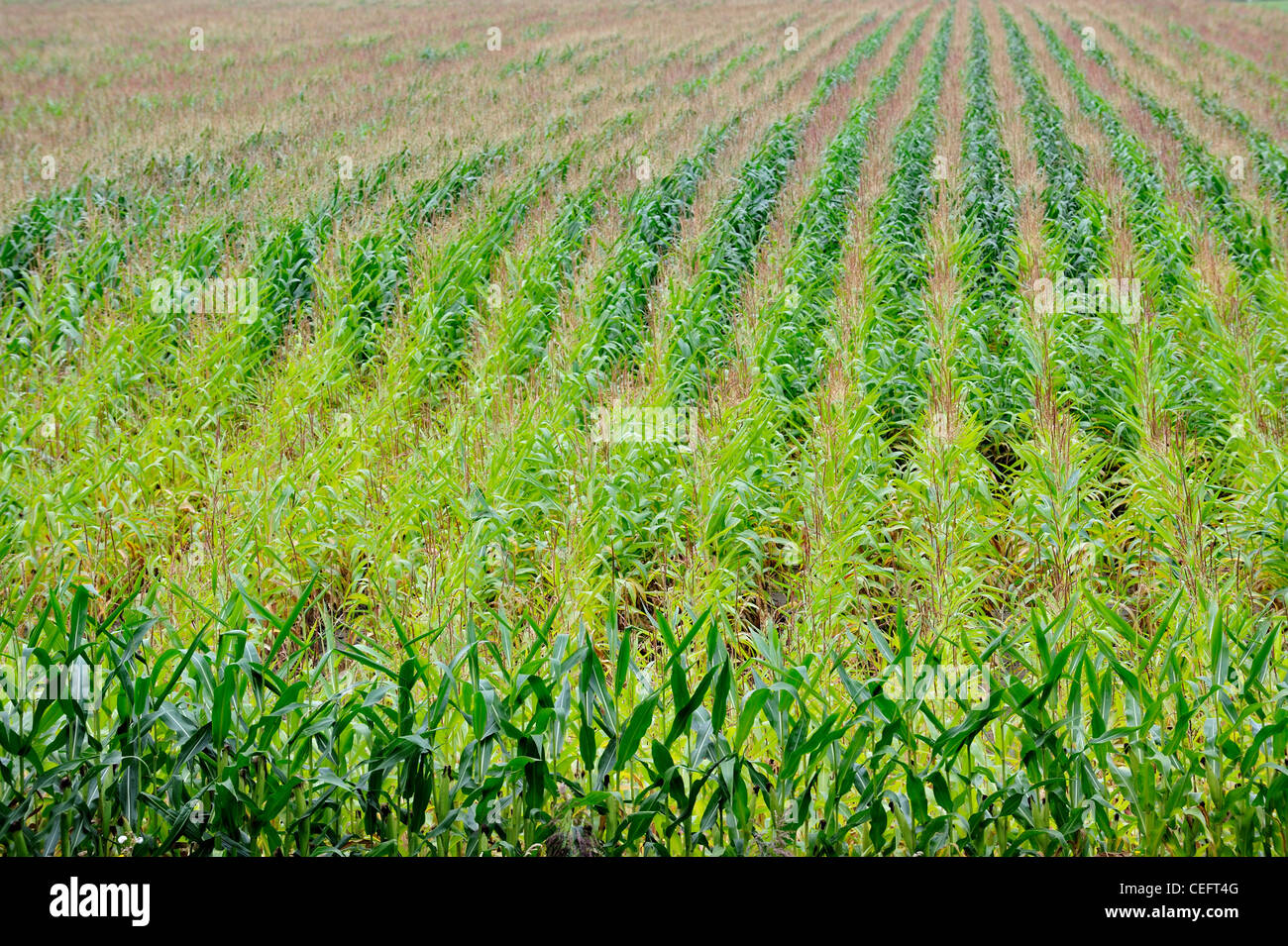 Domaine montrant des rangées de maïs (Zea mays) en été, Belgique Banque D'Images