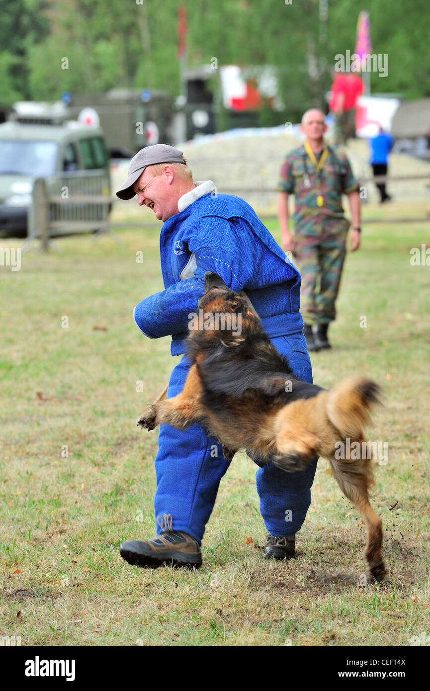 Chien de Berger Belge piqueurs / Malinois, attaquant l'homme en vêtements de protection lors de la session de formation de l'armée belge, Belgique Banque D'Images