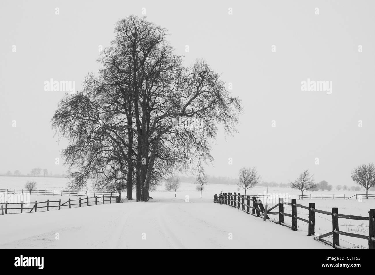 Image en noir et blanc de tilleuls en hiver Banque D'Images