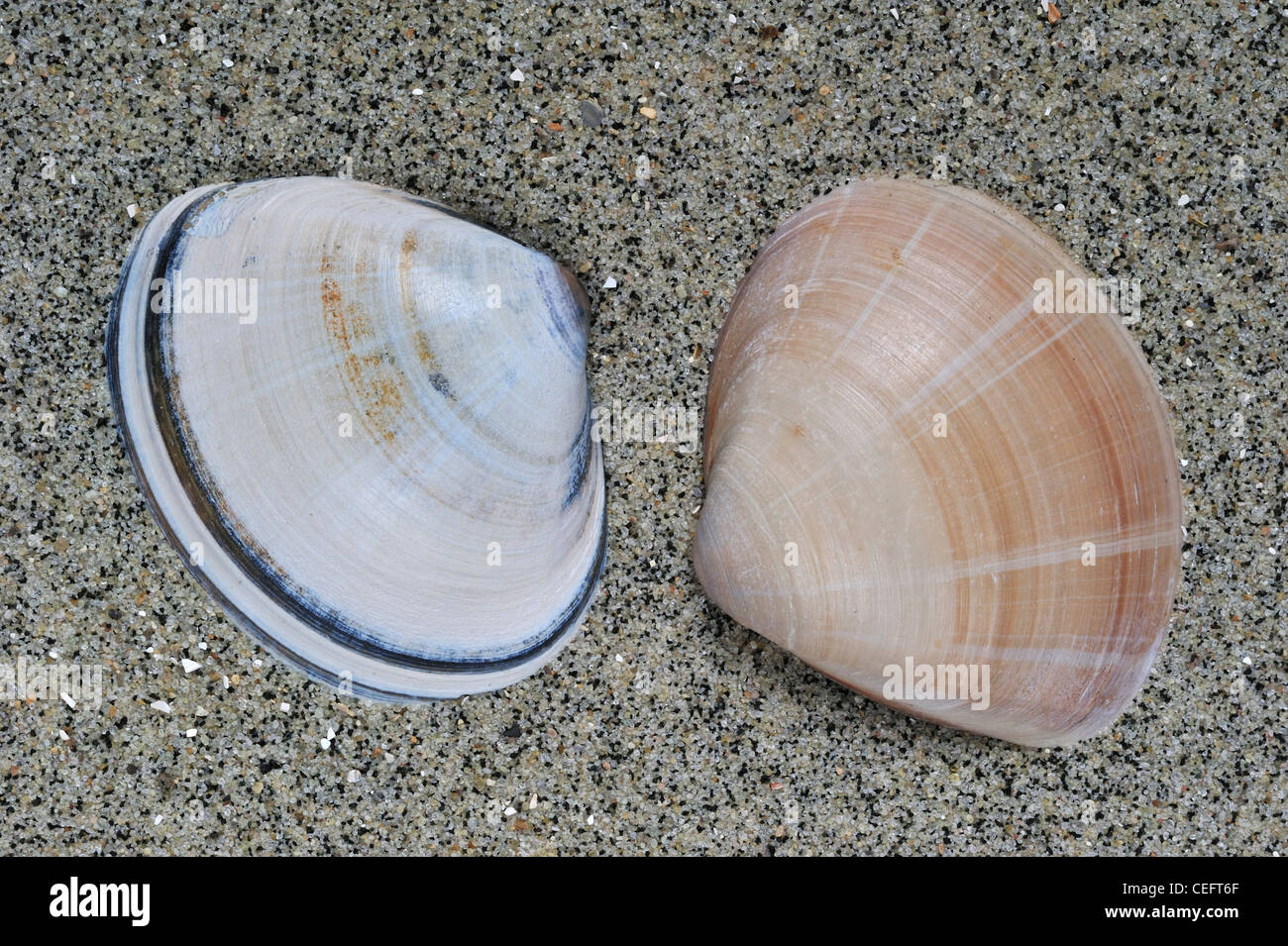 La villeuse creux shells (Mactra stultorum Mactra corallina cinerea cinerea /) sur plage, Belgique Banque D'Images