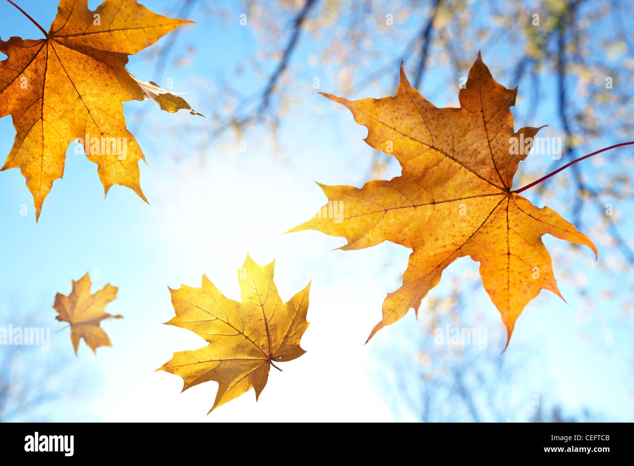 Les feuilles de l'automne contre le ciel bleu et soleil, selective focus Banque D'Images