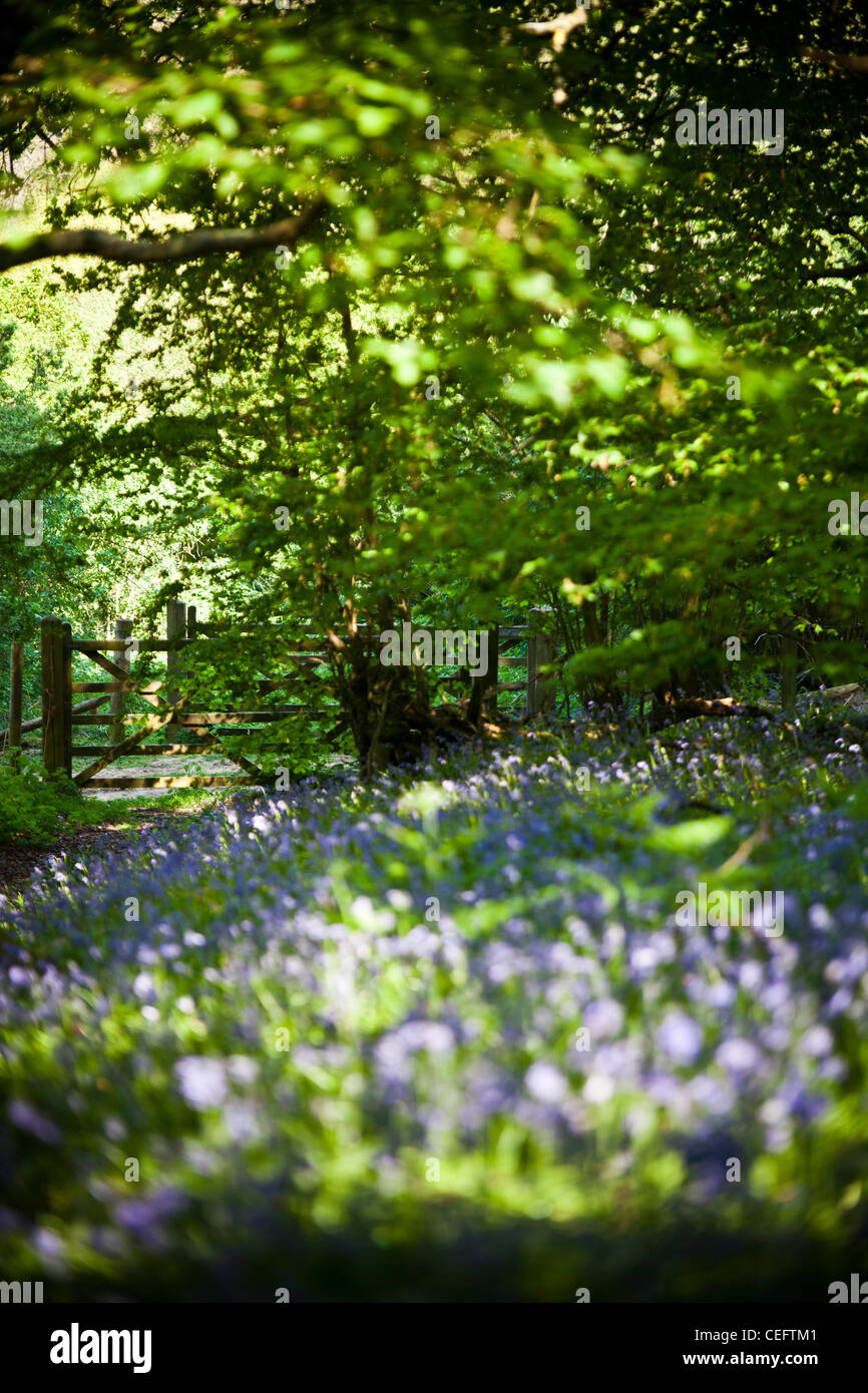 Jacinthes des bois dans une clairière de Surrey Banque D'Images