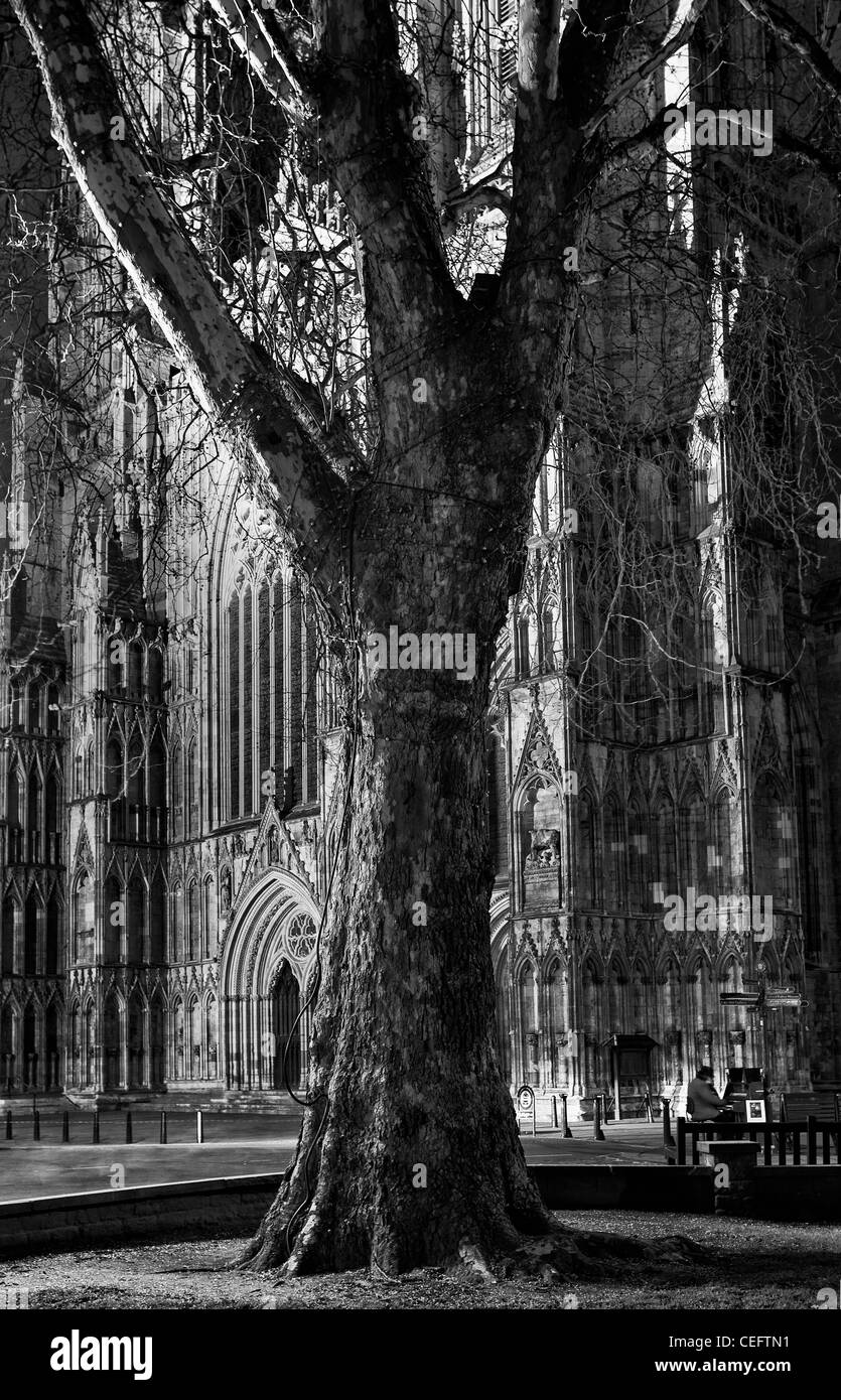 L'Angleterre, Yorkshire du Nord, la ville de New York. Grand arbre avec la tout aussi grand York Minster Cathedral Banque D'Images