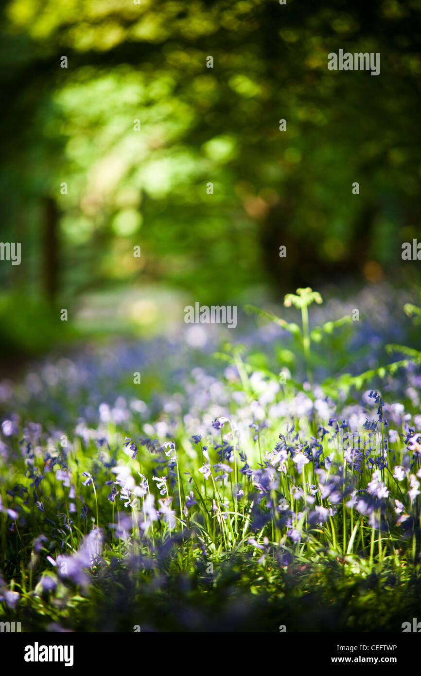 Jacinthes des bois dans une clairière de Surrey Banque D'Images