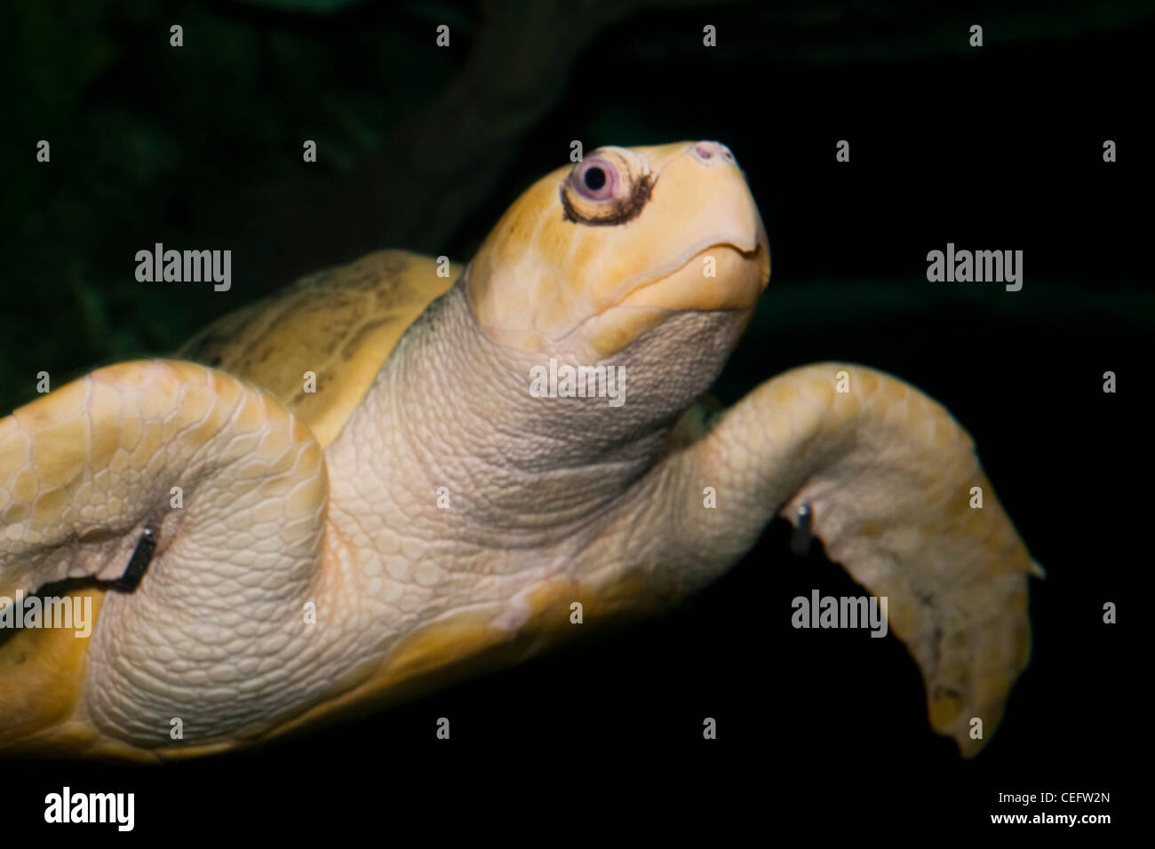 Vue rapprochée d'une tortue de mer dans un aquarium, Moody Gardens, Galveston, Texas Banque D'Images