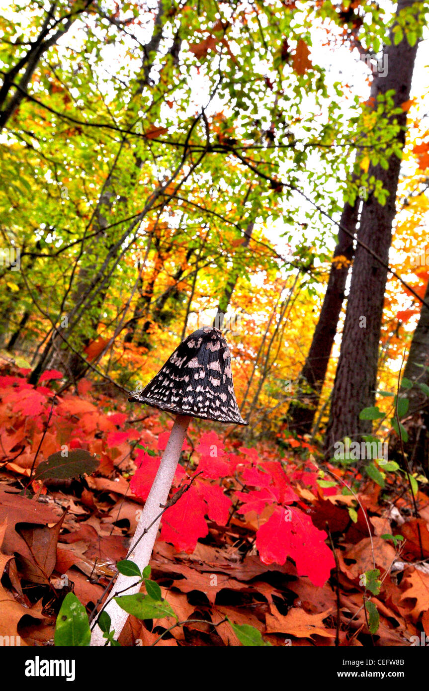 La culture des champignons dans la forêt française Banque D'Images