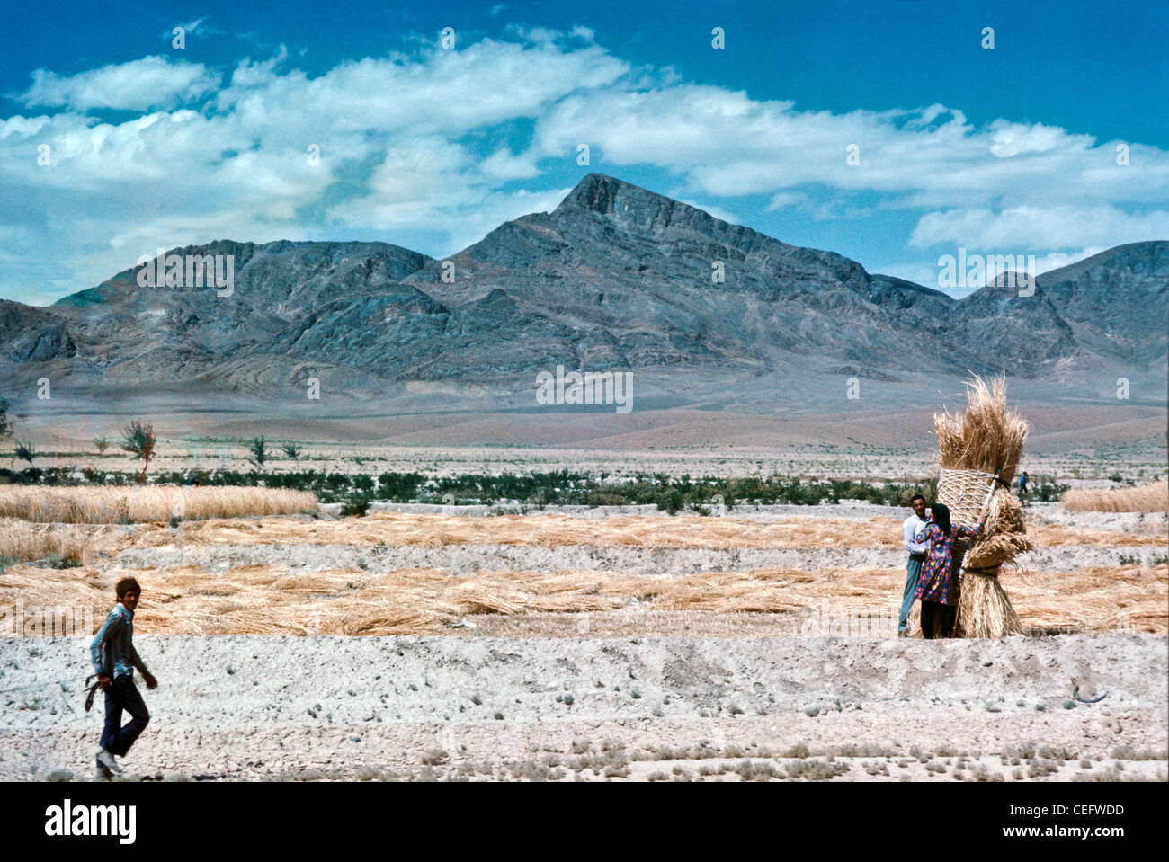 L'IRAN, Arak : famille agricole iranien du blé de la récolte à la main à l'aide d'une faux et de l'empilement dans les gaines en paniers près d'Arak, Iran. Banque D'Images