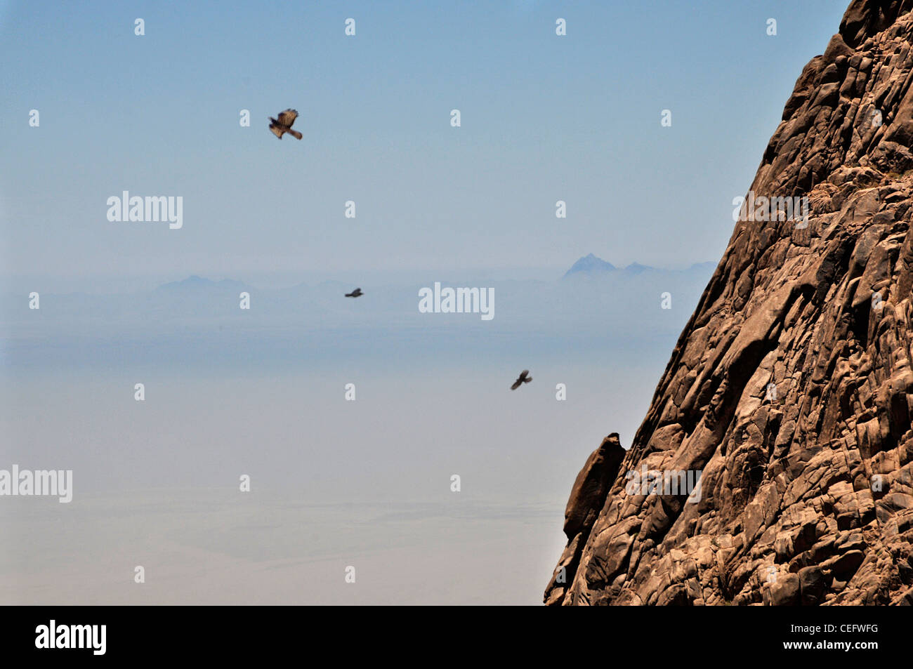 Les aigles sur la montagne du désert du Sinaï, Égypte Banque D'Images