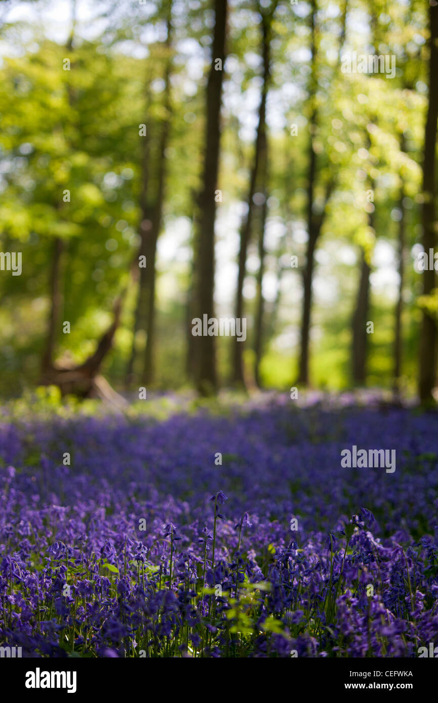 Jacinthes des bois dans une clairière de Surrey Banque D'Images