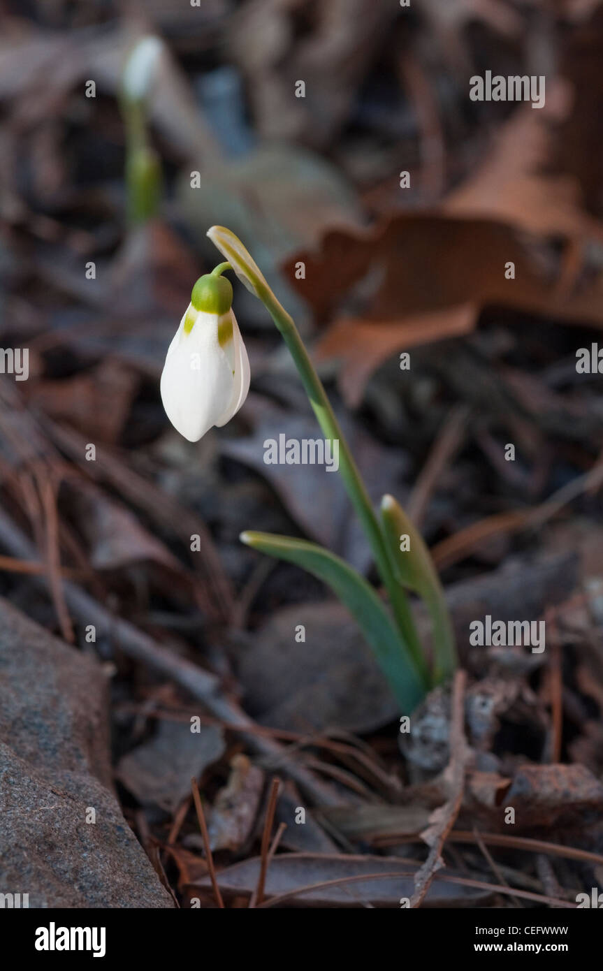 Un snowdrop Galanthus elwesii (fleurs) émerge au début de février dans le New Jersey, USA Banque D'Images