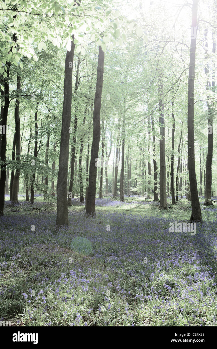 Jacinthes des bois dans une clairière de Surrey Banque D'Images