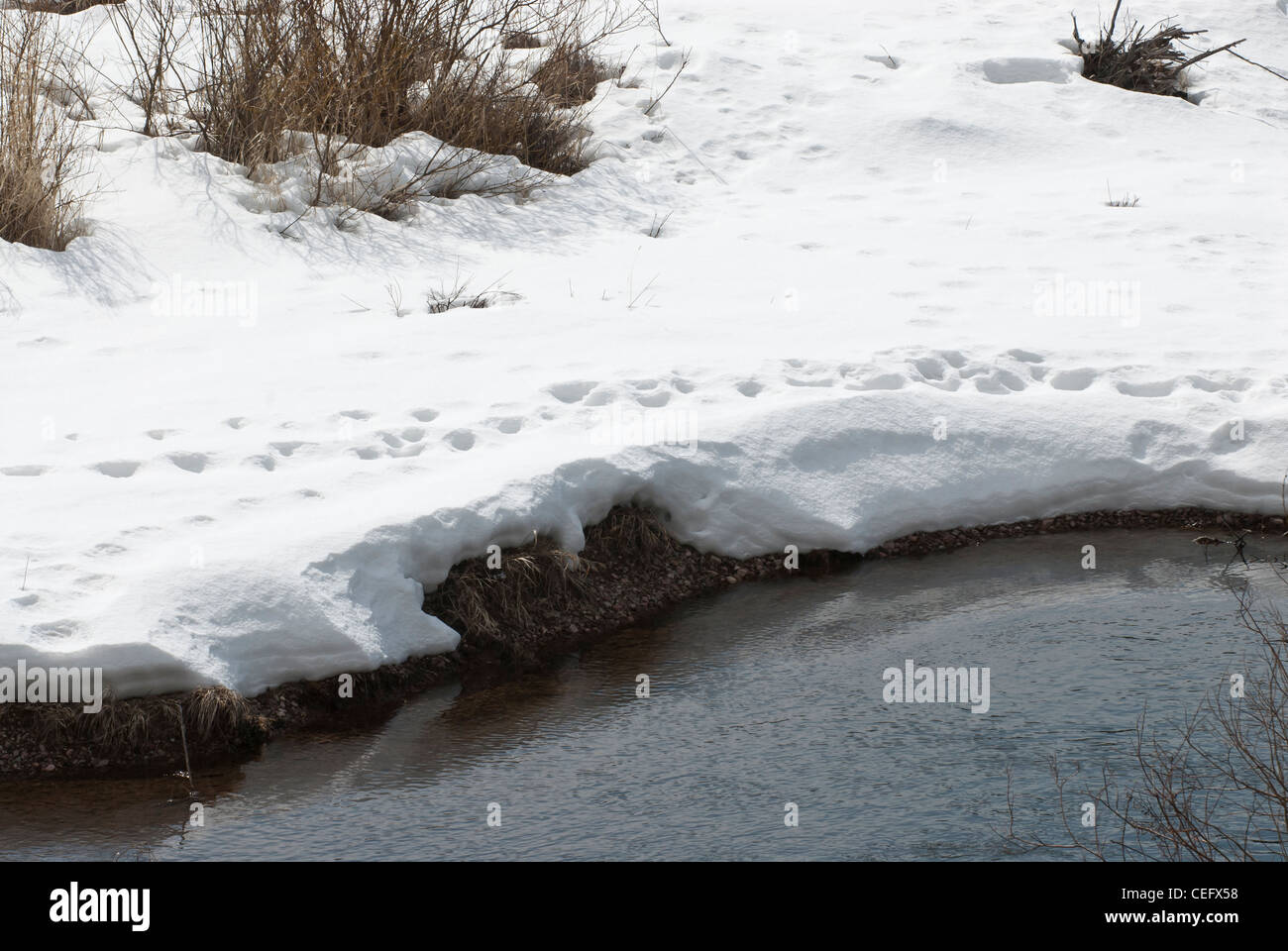 Des pistes d'animaux le long de la rivière Clearwater près de Seeley Lake, Montana. Banque D'Images