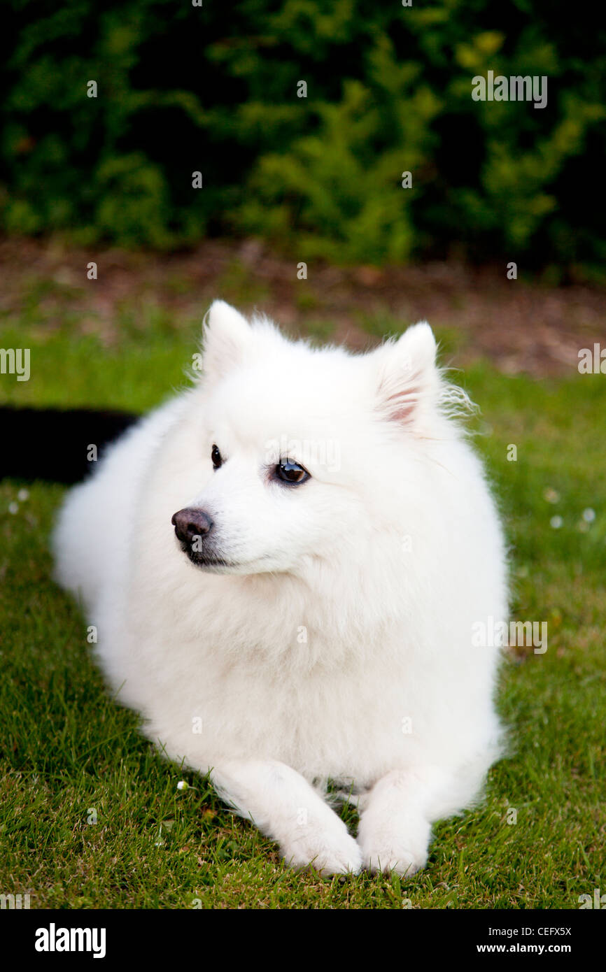 Étude d'un Spitz japonais blanc chien à son droit à des détails précis dans les yeux Banque D'Images