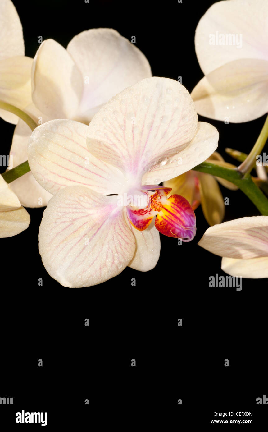 Orchidée Phalaenopsis Banque D'Images