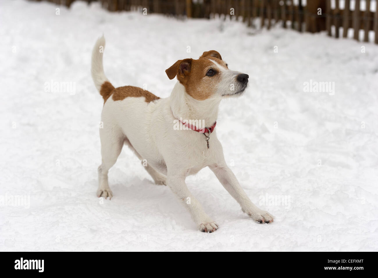 Playful Parson Jack Russell Terrier prêt pour un jeu dans la neige Banque D'Images