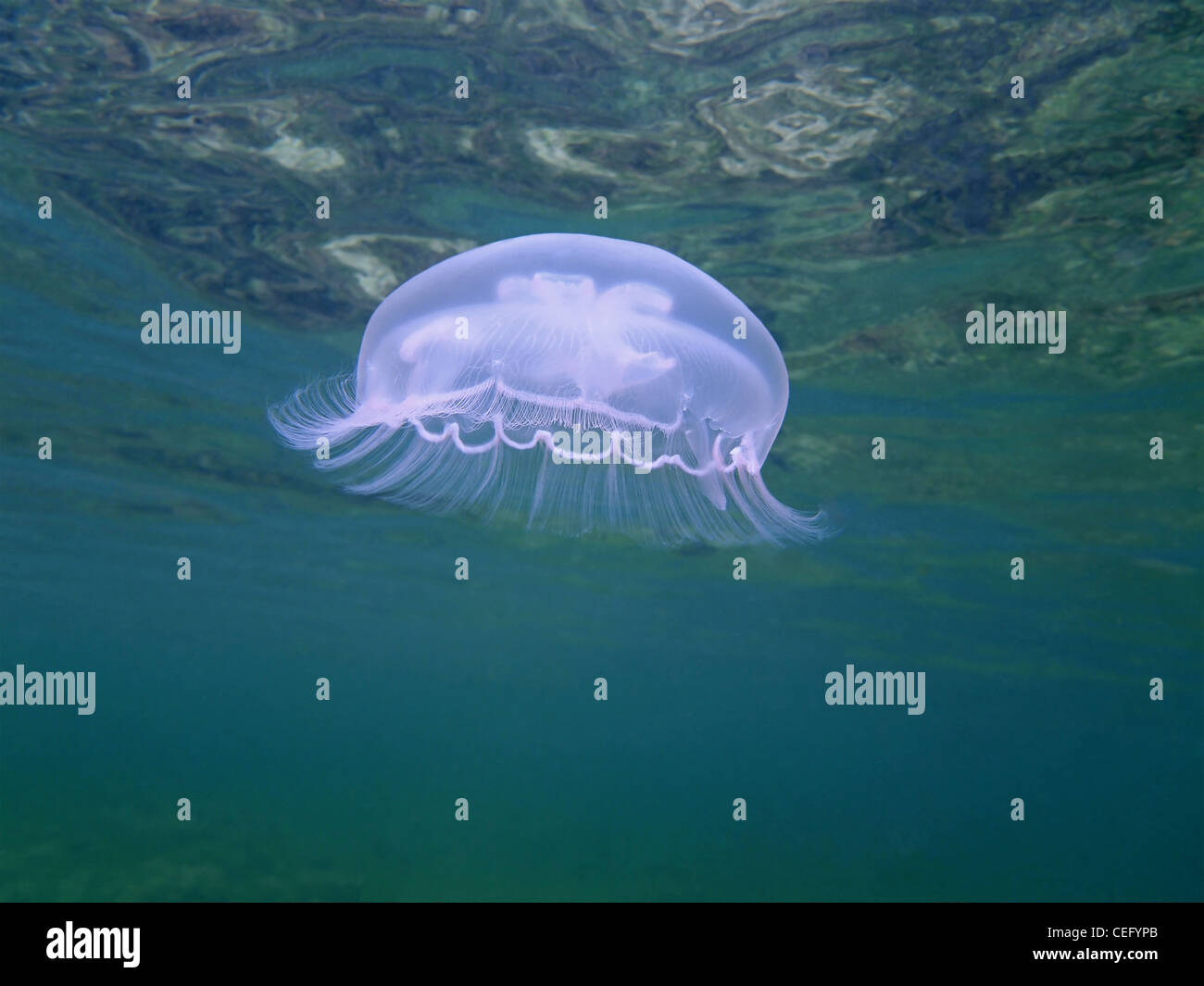 Lune, méduses Aurelia aurita dans l Banque D'Images