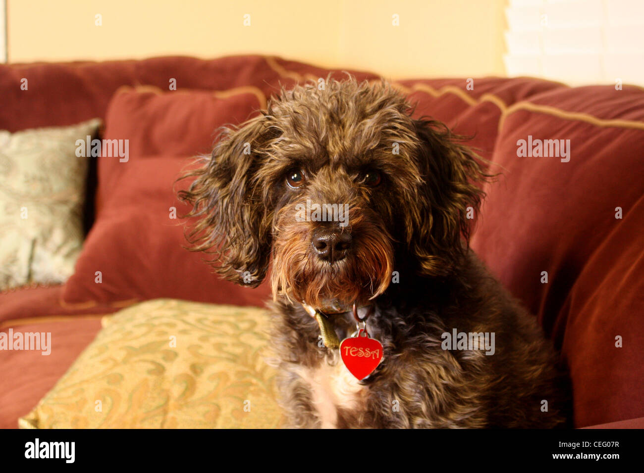 Mélanger Breed dog sitting on the couch Banque D'Images