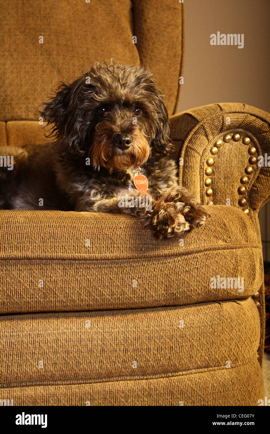 Race Mix chien assis sur une chaise Banque D'Images