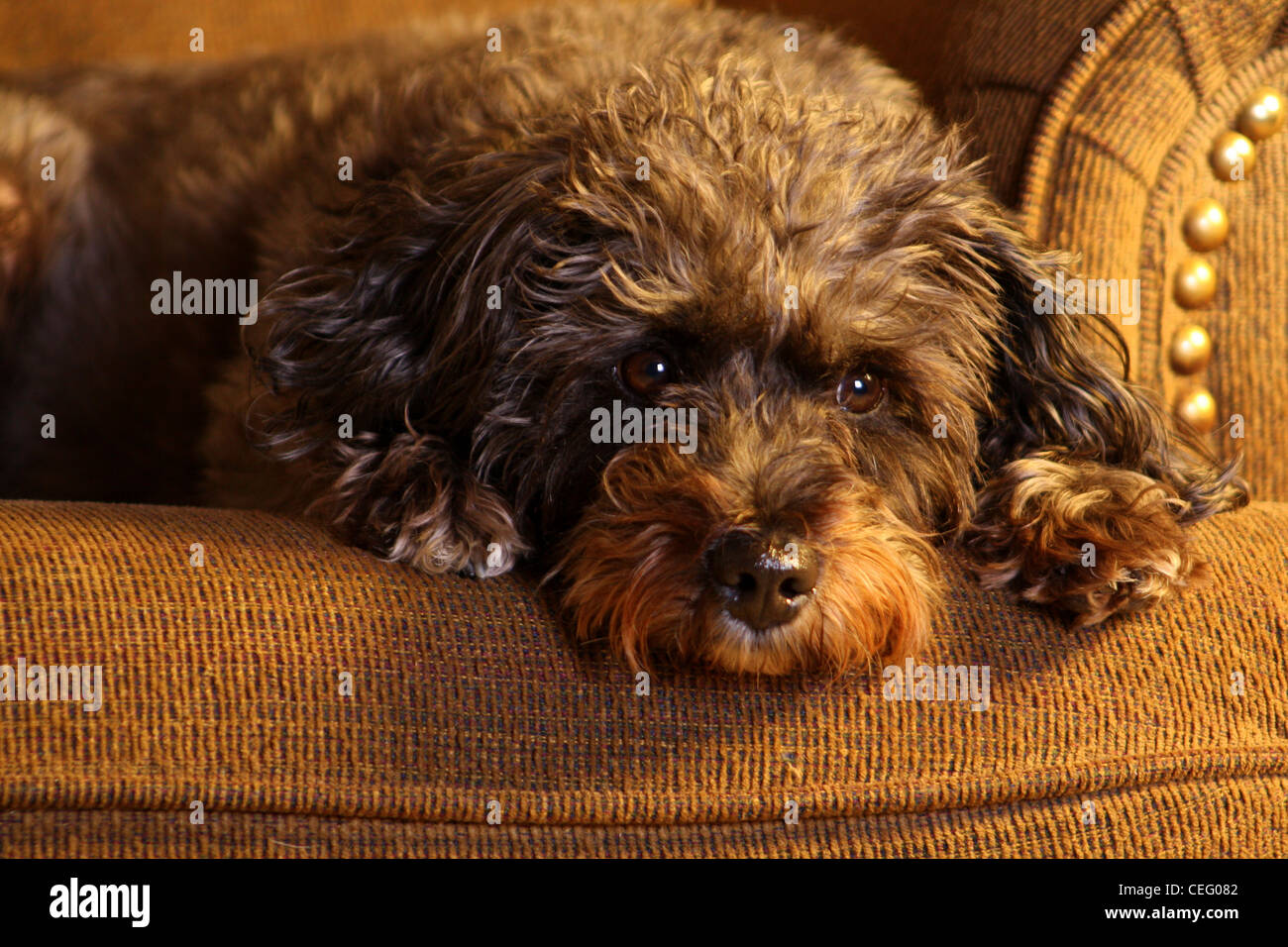 Chien de race Mix reposant sur une chaise Banque D'Images