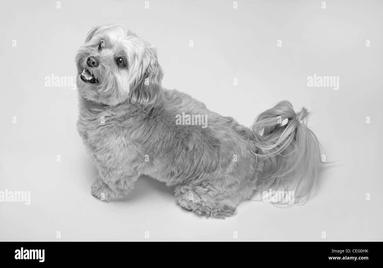 Heureux d'un petit chien noir et blanc portrait Banque D'Images