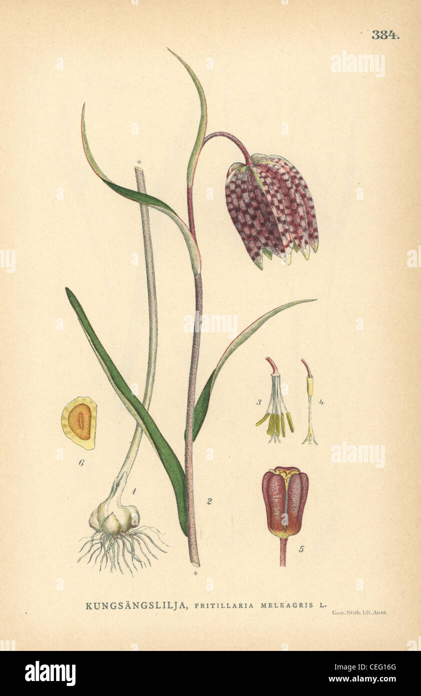 Tête du serpent fritillary, Fritillaria meleagris. Banque D'Images