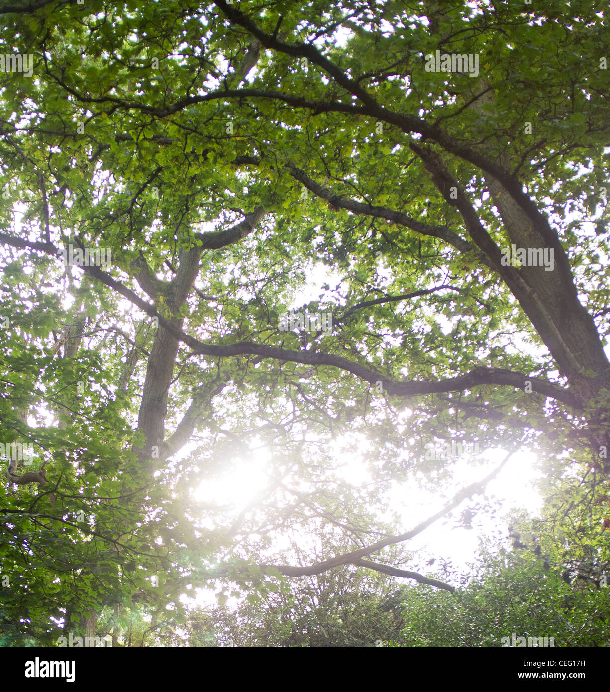 Holmbury St Mary, Surrey. Surrey Hills, Woodland, vue de Surrey Banque D'Images