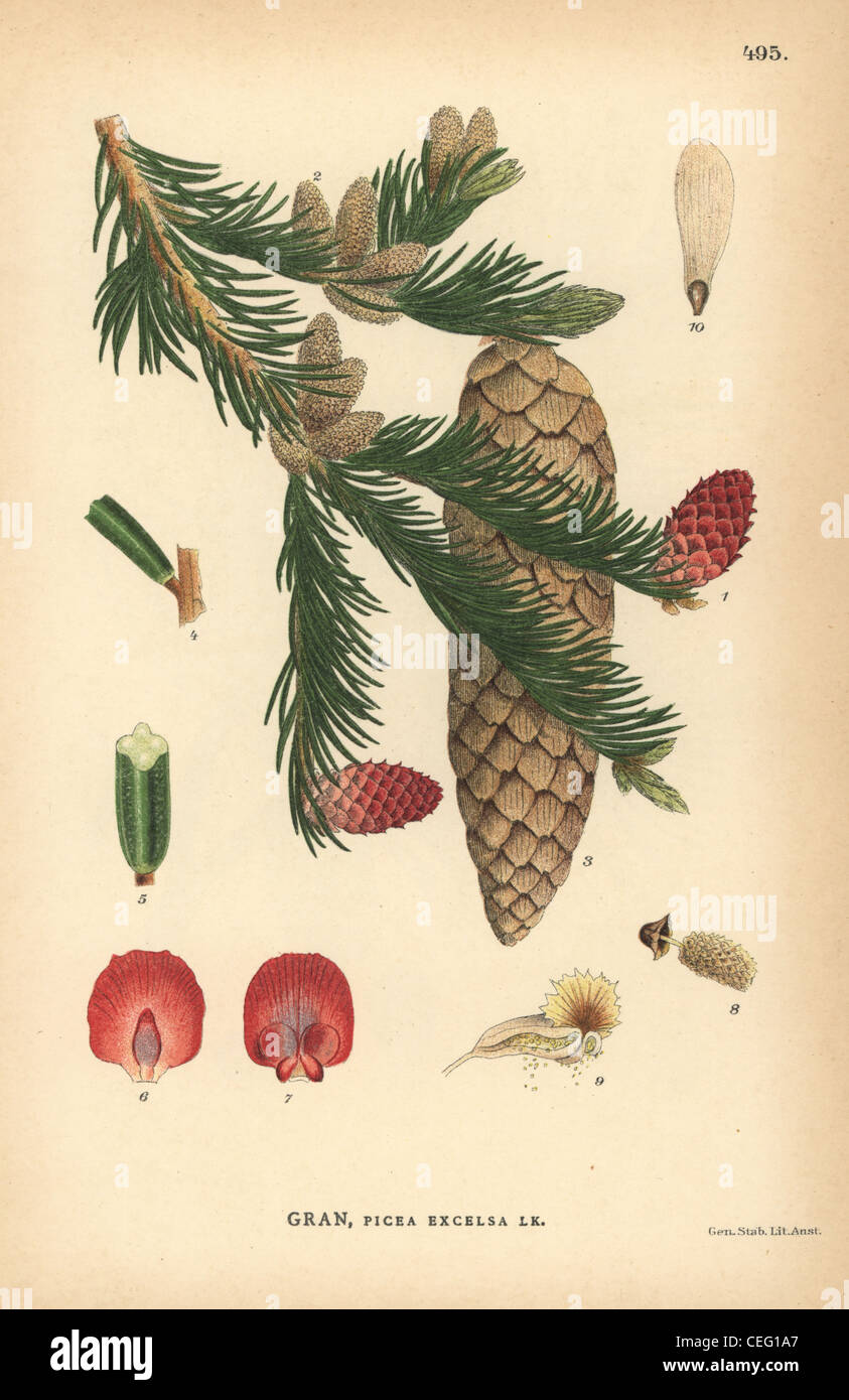 Arbre généalogique de l'épinette de Norvège, Picea abies. Banque D'Images