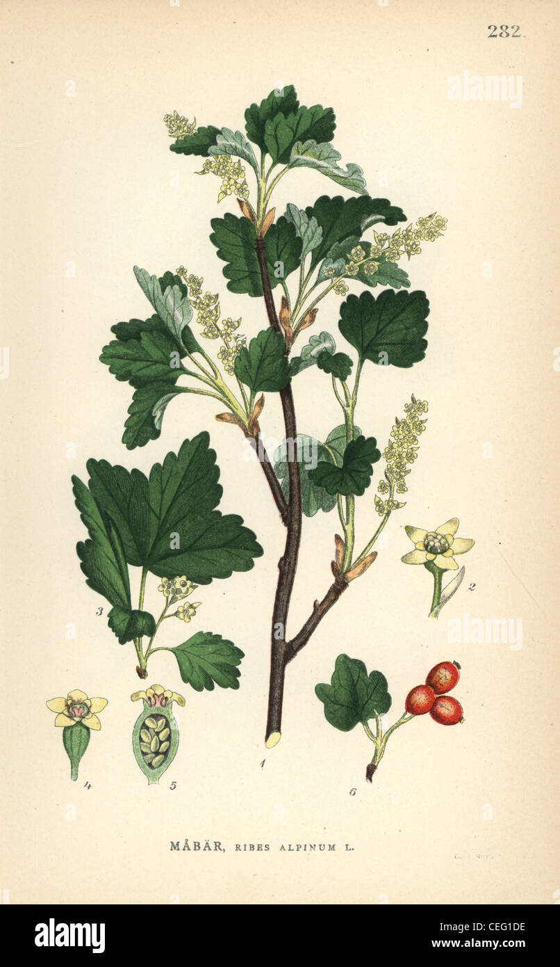 Cassis, Ribes alpinum alpin. Banque D'Images