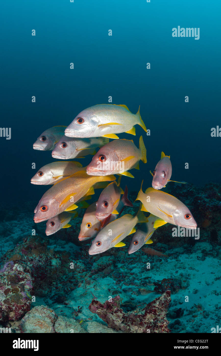 Banc de l'Un-spot Snapper Lutjanus monostigma, Baa Atoll, Maldives, océan Indien Banque D'Images