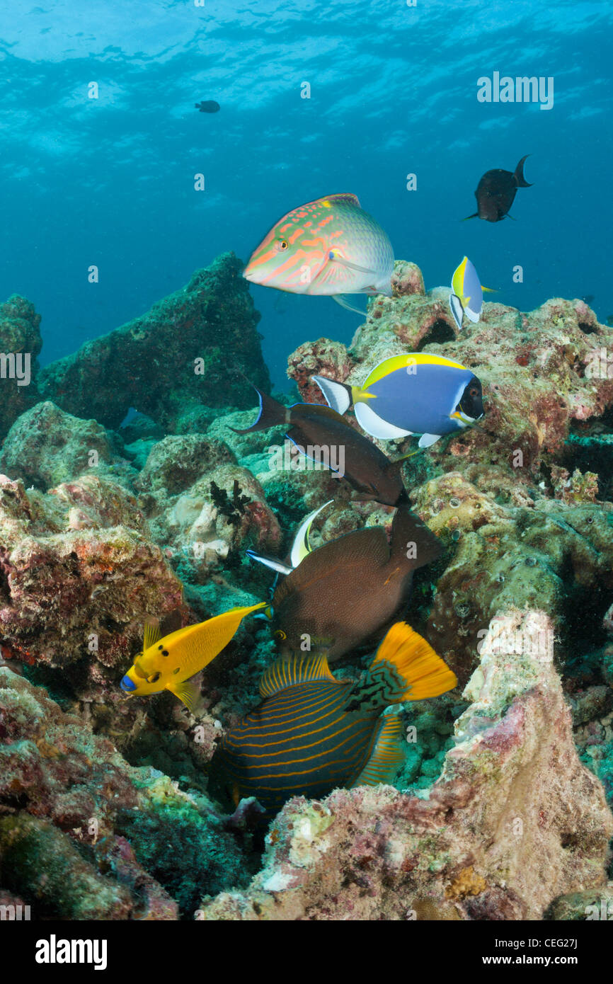 Coralfishes à Reef Top, l'atoll de Baa, Maldives, océan Indien Banque D'Images