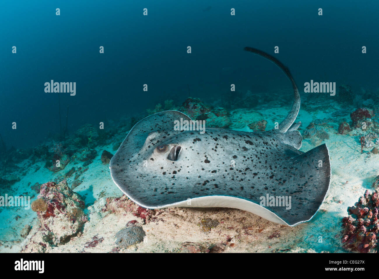 Black-spotted Stingray, Taeniura meyeni, Baa Atoll, Maldives, océan Indien Banque D'Images