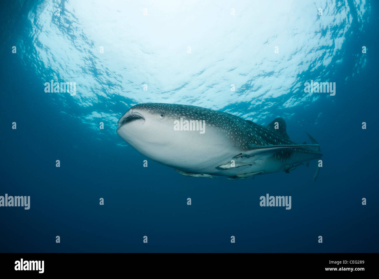Rhincodon typus, North Male Atoll, Maldives, océan Indien Banque D'Images