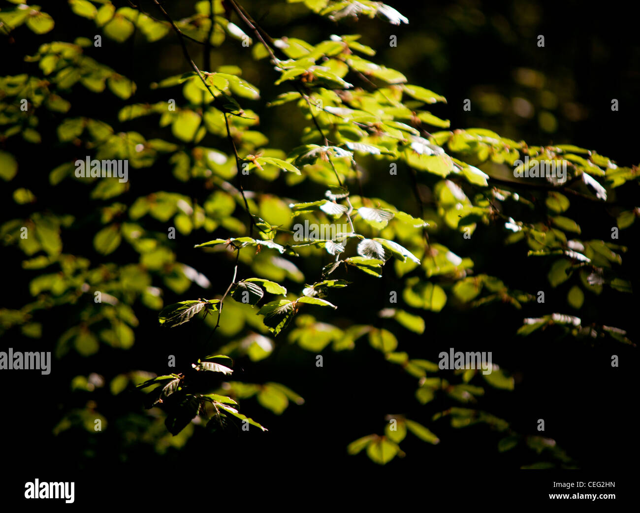 Les hêtres sur Ranmore Common, Surrey, Surrey Hills, des bois, l'été dans le bois, la lumière du soleil à travers les arbres. Banque D'Images