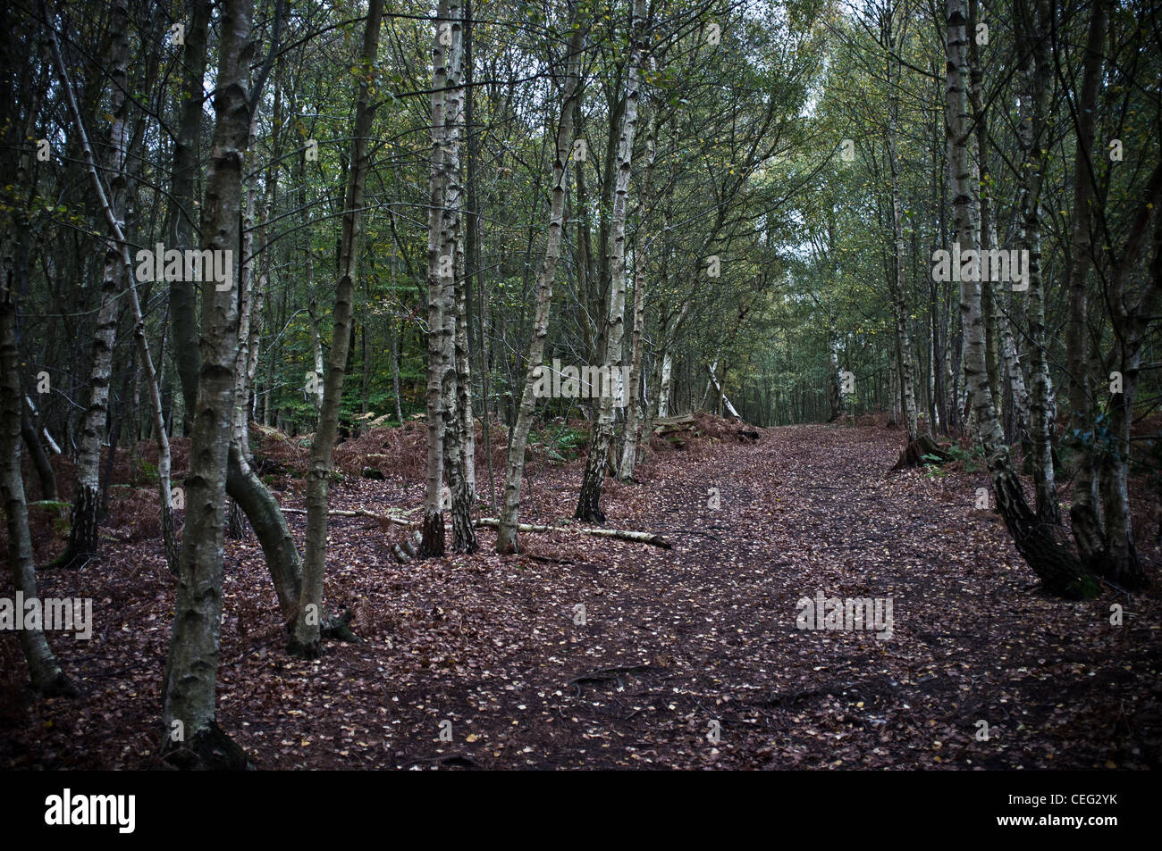 Les bouleaux d'argent sur Ranmore Common, Surrey, Surrey Hills Banque D'Images