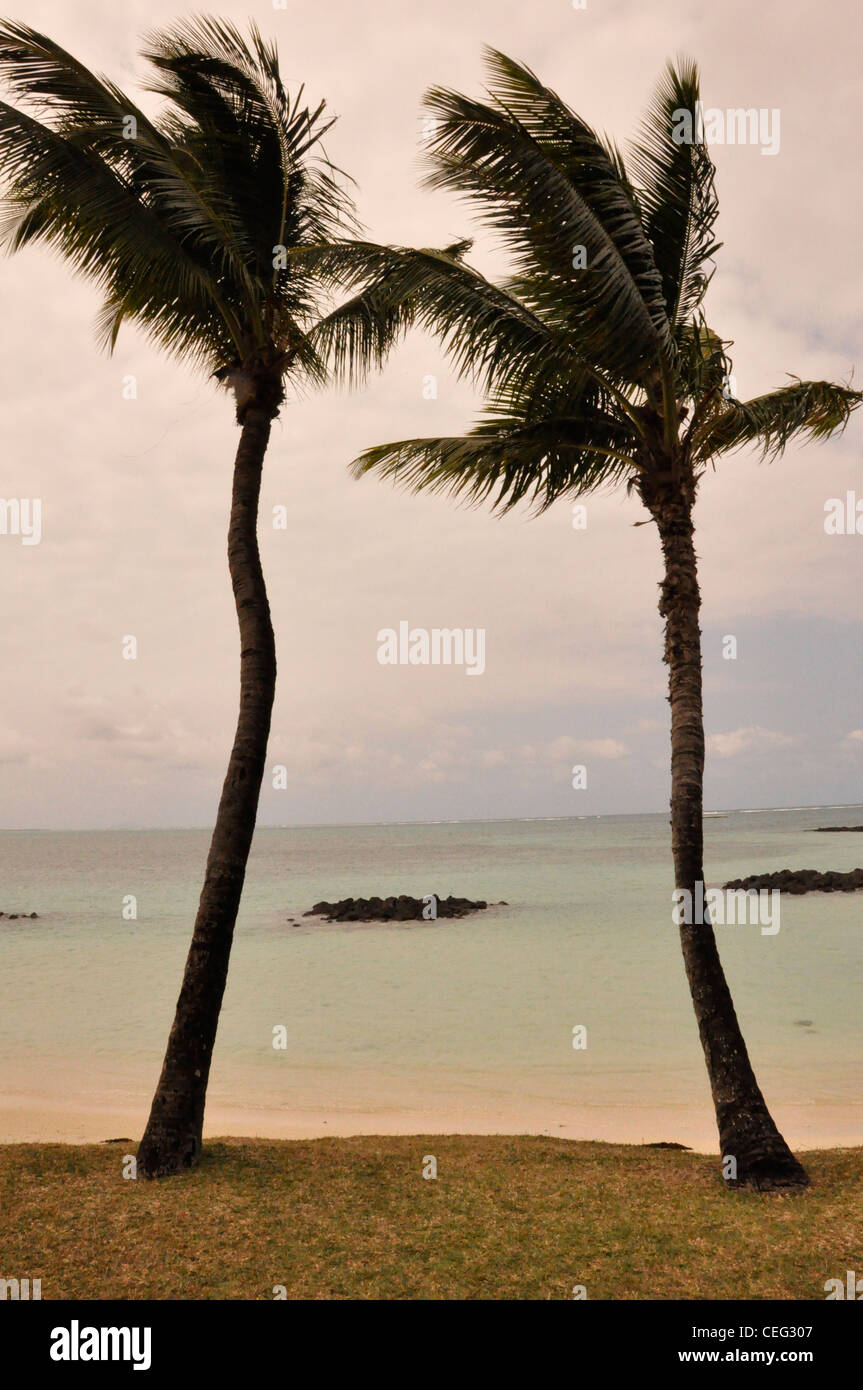 Palms dawn par mer avec îlots lieu exotique Banque D'Images