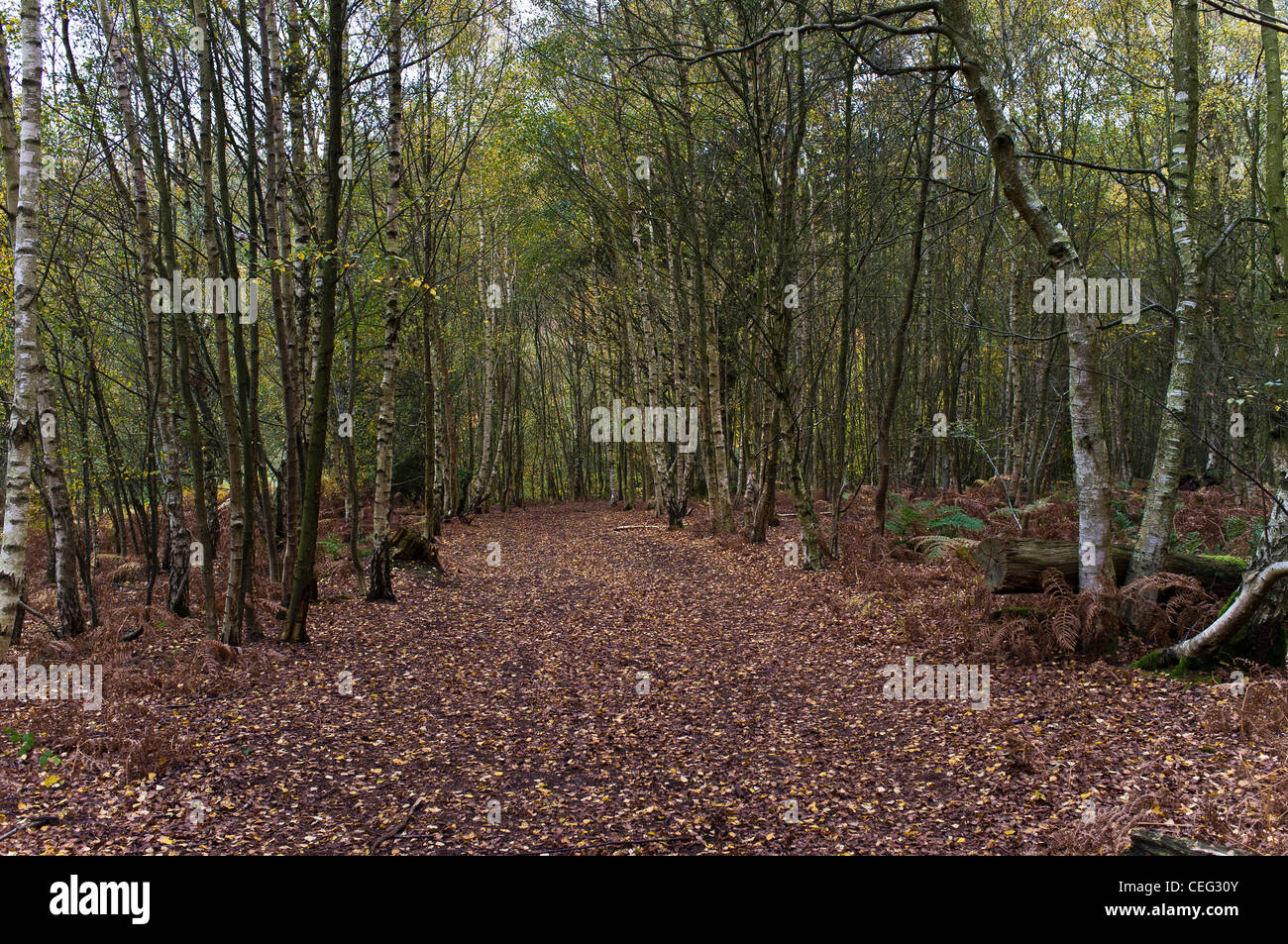 Les bouleaux d'argent sur Ranmore Common, Surrey, Surrey Hills Banque D'Images