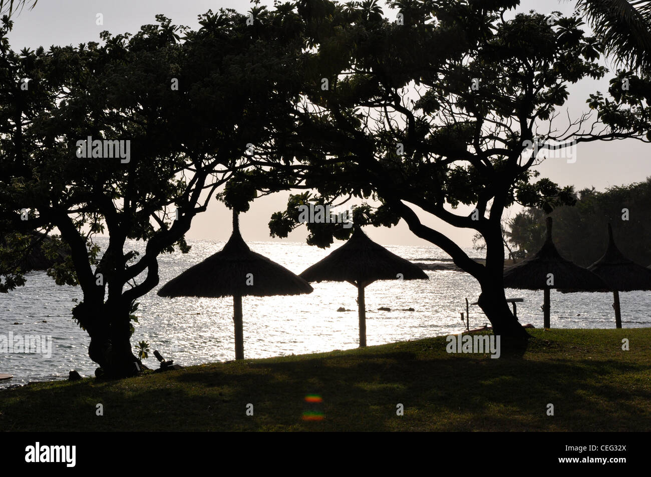 Silhouette sub-tropical Banque D'Images